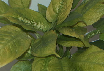 Листья эластичные, гладкие, с харктерной золотистой окраской